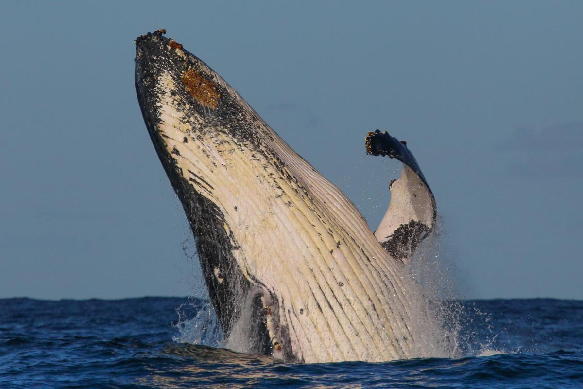 a humpback whale jumping out of the water
