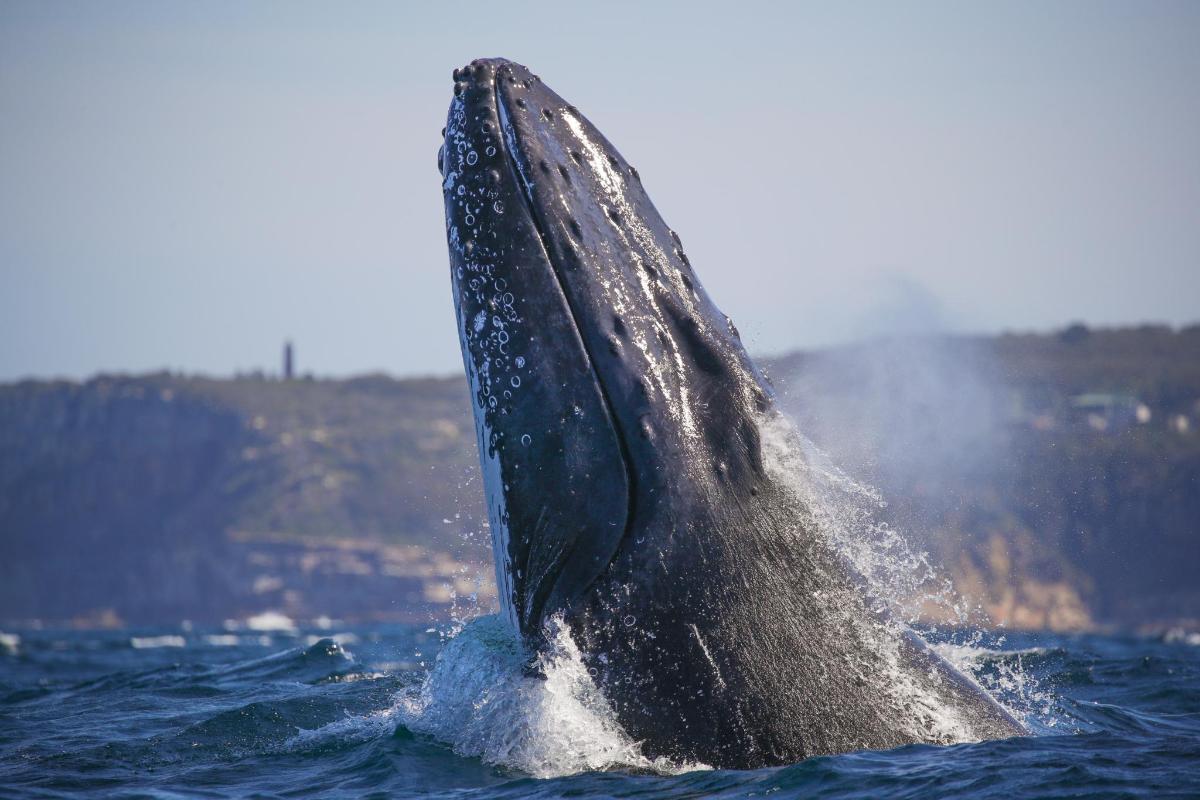 a humpback whale jumping out of the water