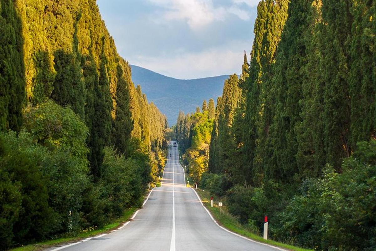 jalan kosong di tengah-tengah hutan pokok