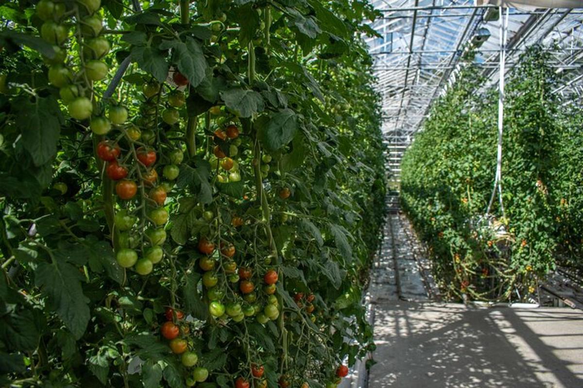 un mazzo di pomodori che crescono in una serra