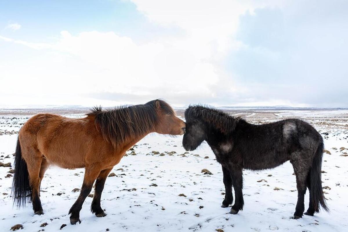 due cavalli in piedi uno accanto all'altro nella neve