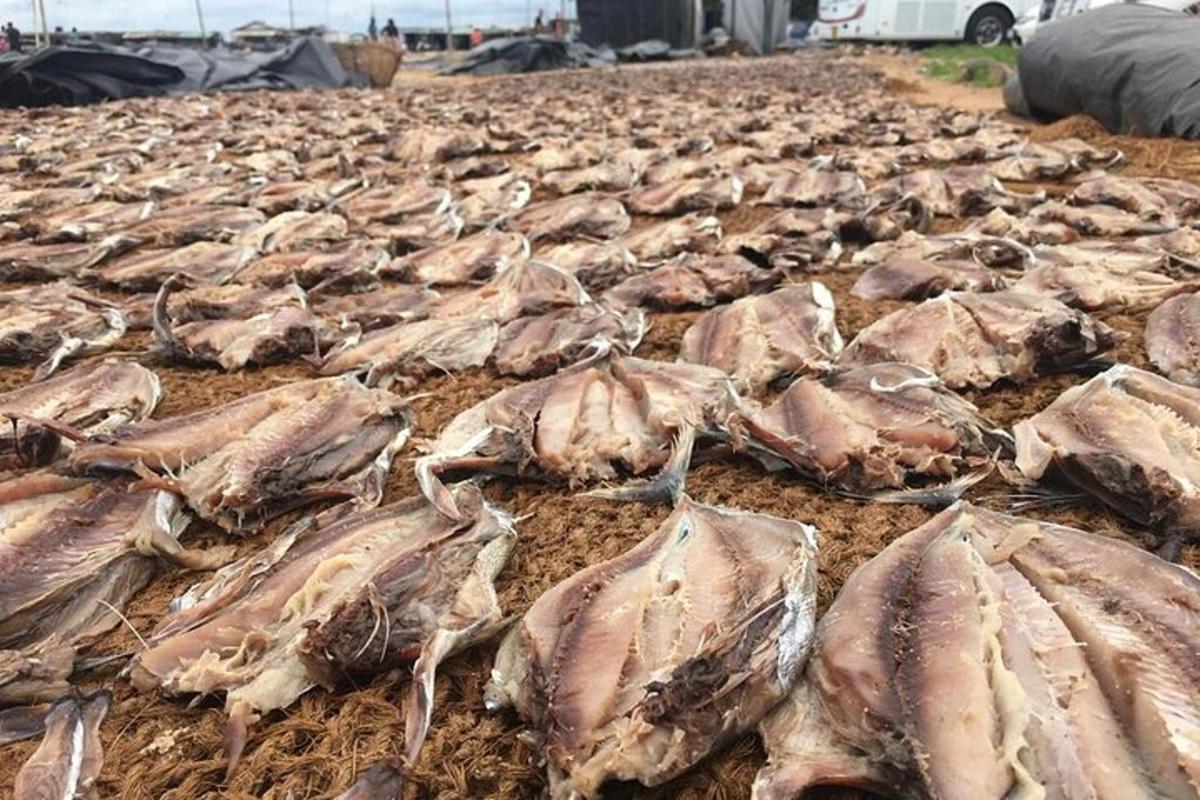 a large group of dead fish on the ground