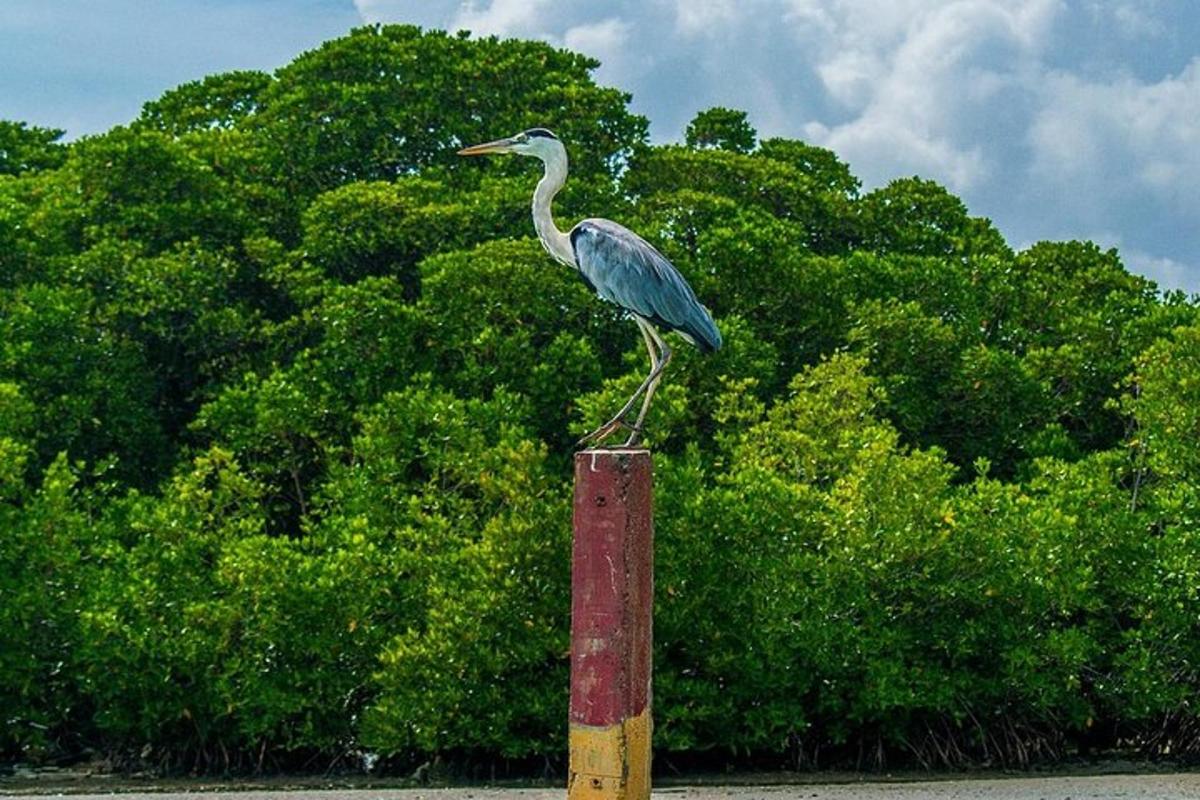 a bird sitting on top of a pole