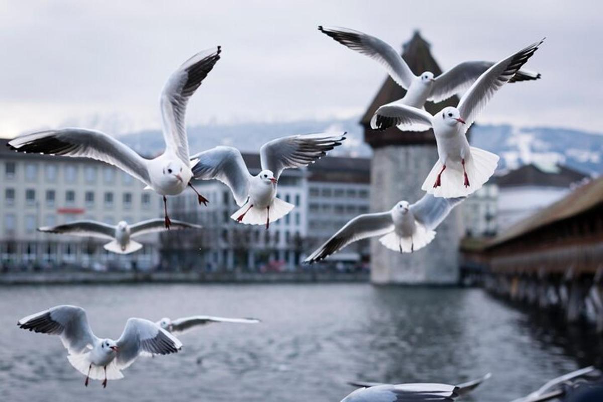 a flock of seagulls flying over a body of water