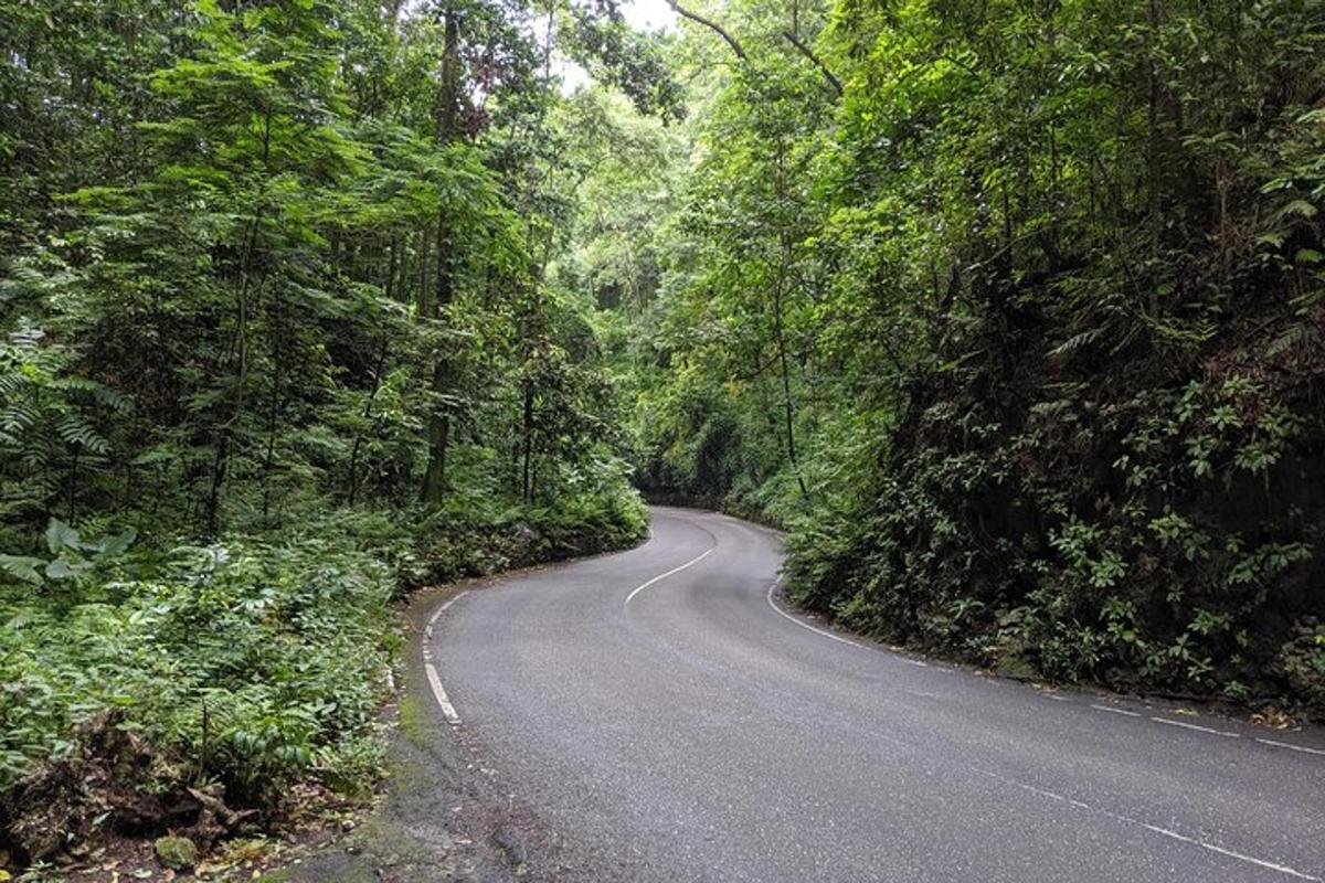jalan berliku di tengah hutan