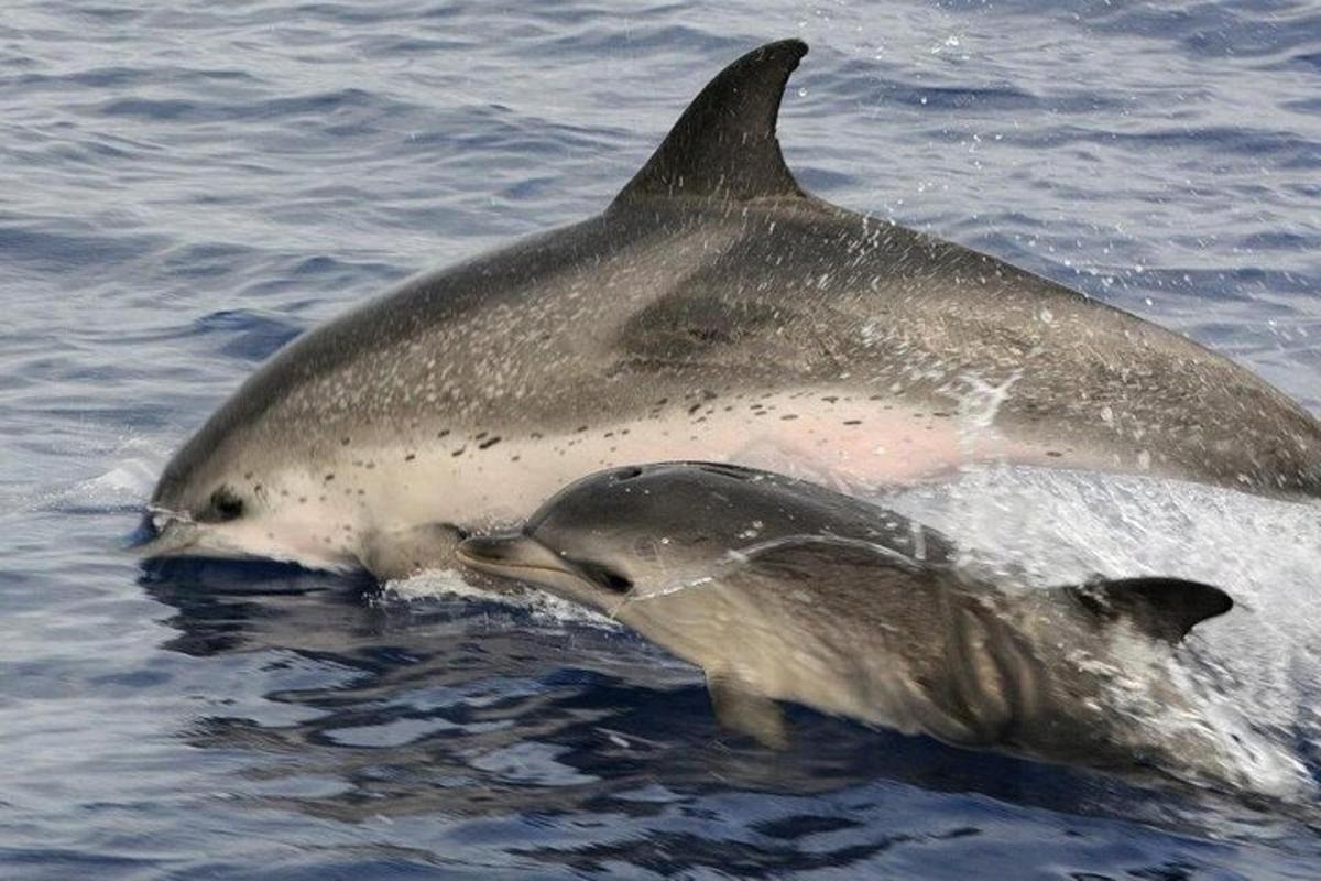 a dolphin and its baby in the water