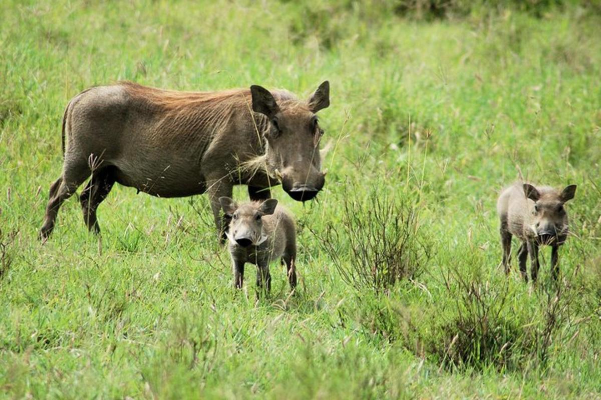 zwei Tierbabys stehen auf einer Wiese