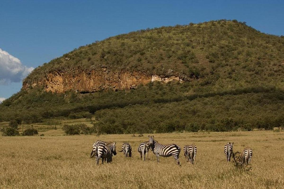 kawanan zebra sedang merumput di ladang