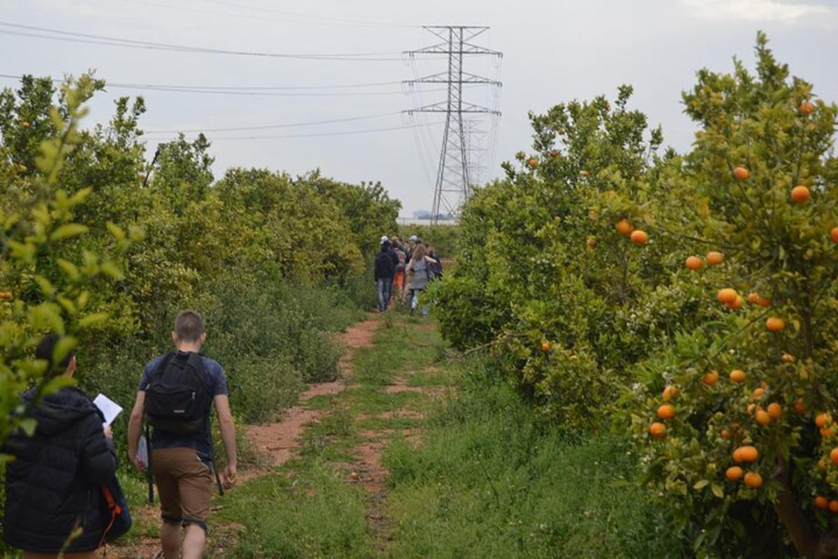 a group of people walking down a dirt path through orange trees