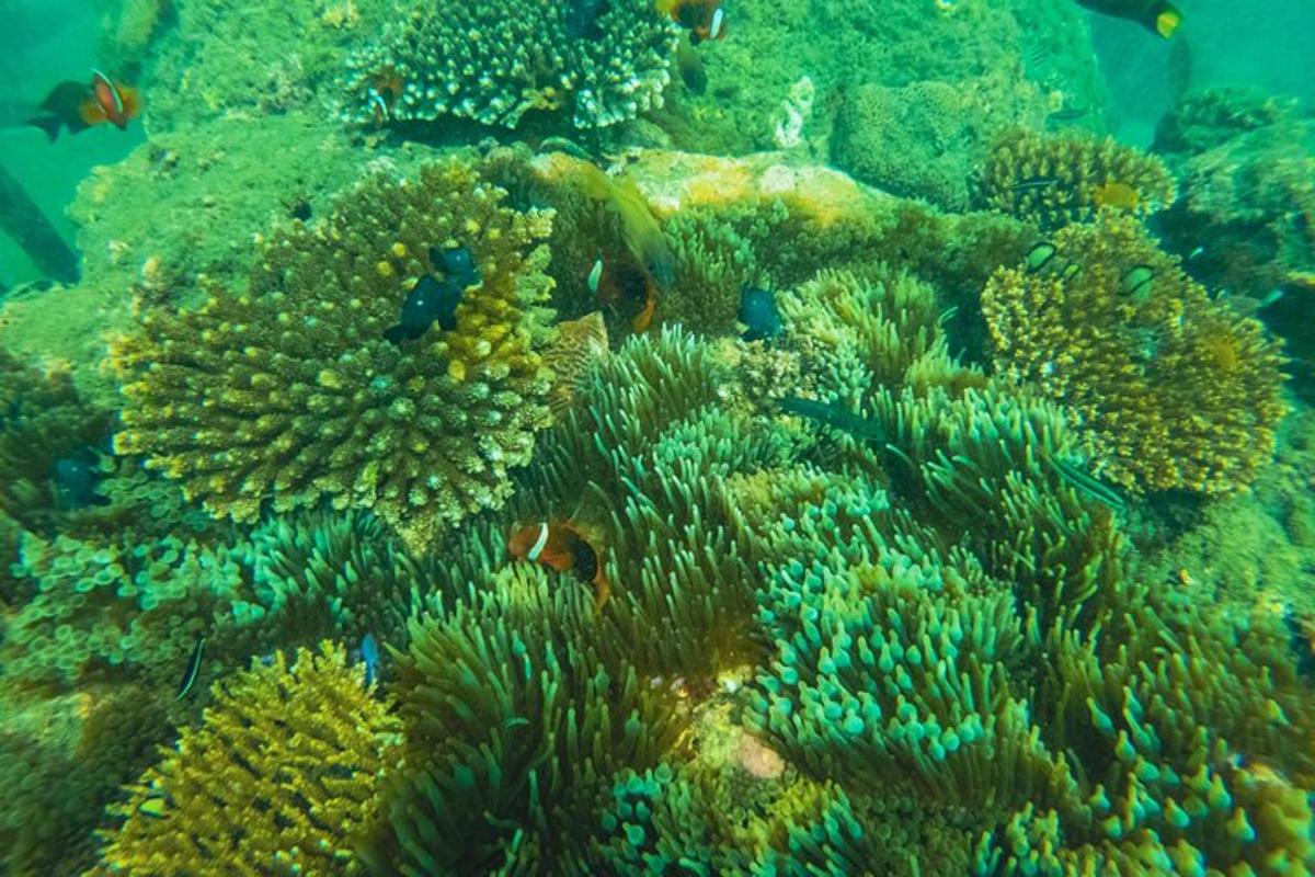 ein Korallenriff mit Fischen im Wasser