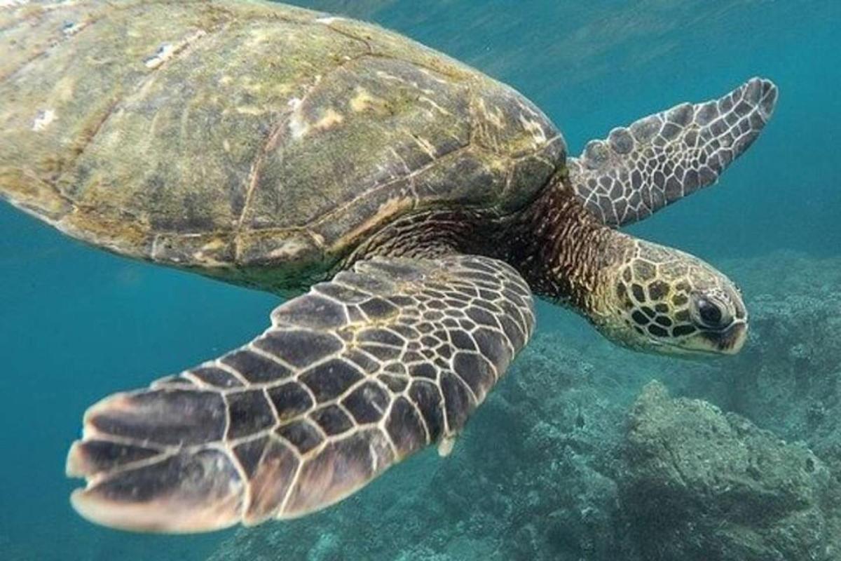 μια πράσινη θαλάσσια χελώνα που κολυμπάει στο νερό