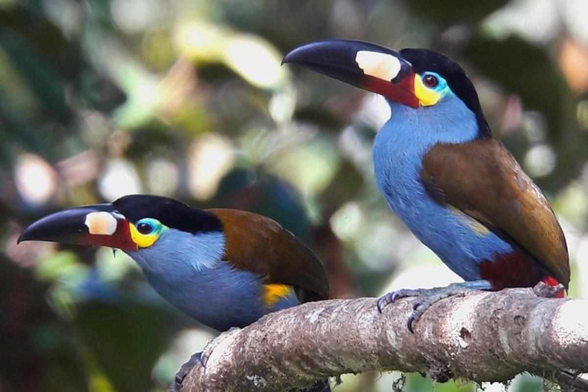 two birds perched on top of a tree branch