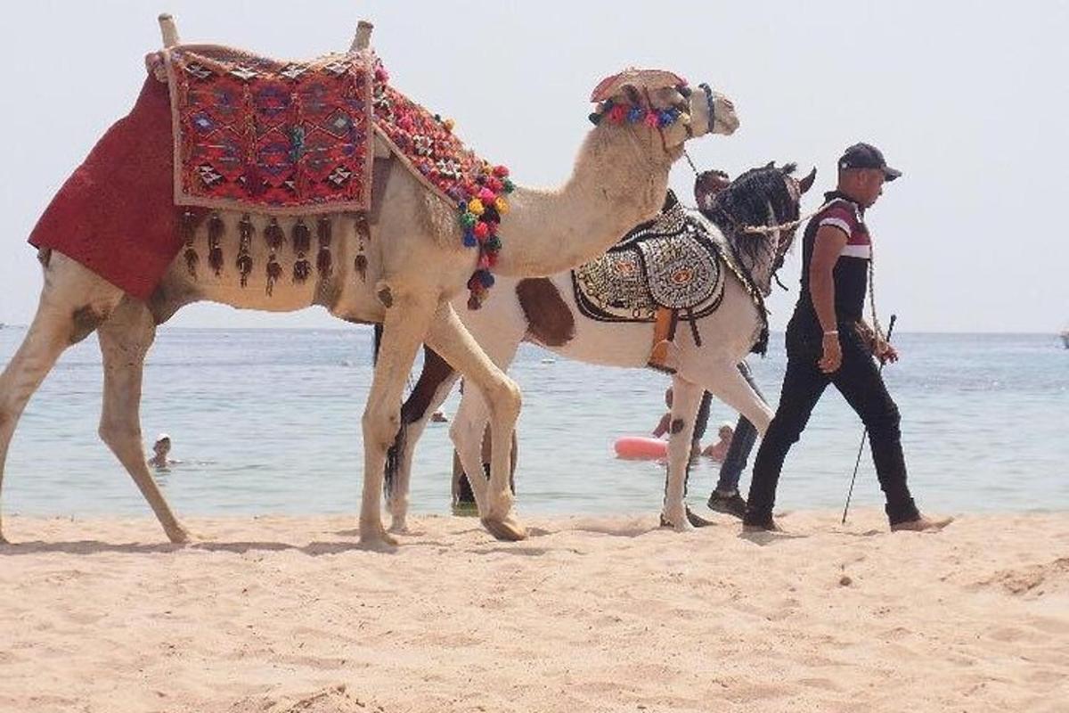 en mann som går på stranden med en kamel