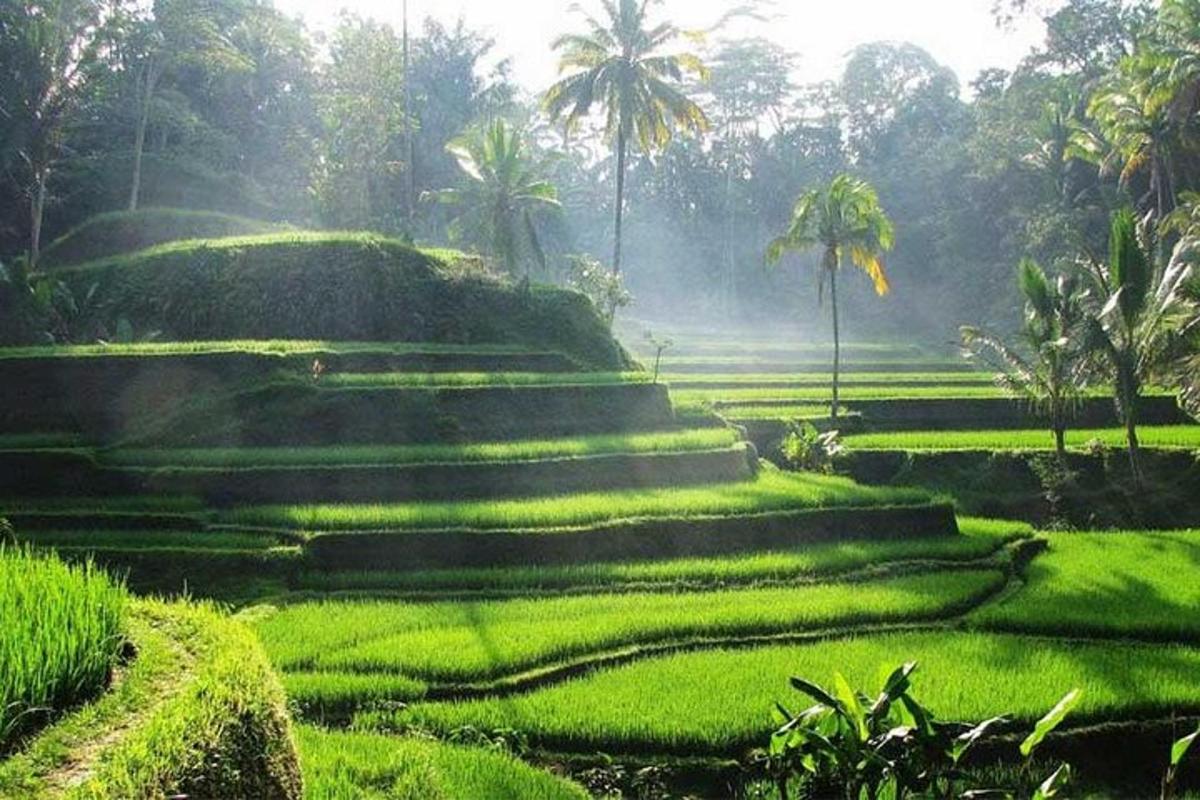 serangkaian anak tangga di lapangan hijau dengan pohon palem