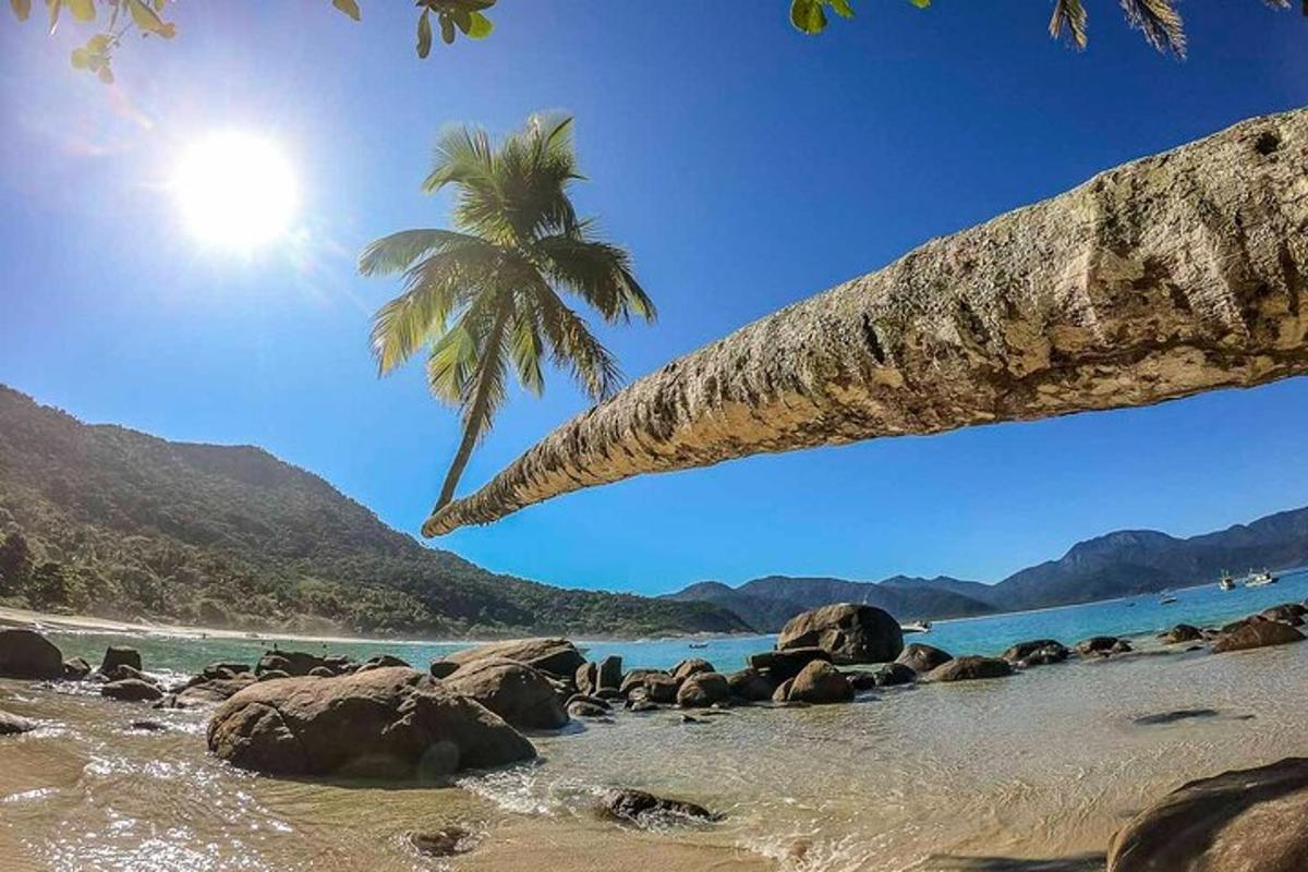 a palm tree and rocks on a beach with the ocean