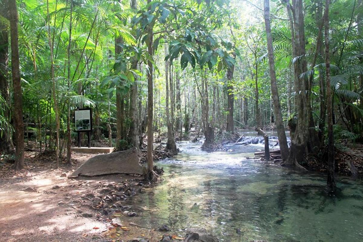 aliran sungai di tengah hutan dengan pepohonan