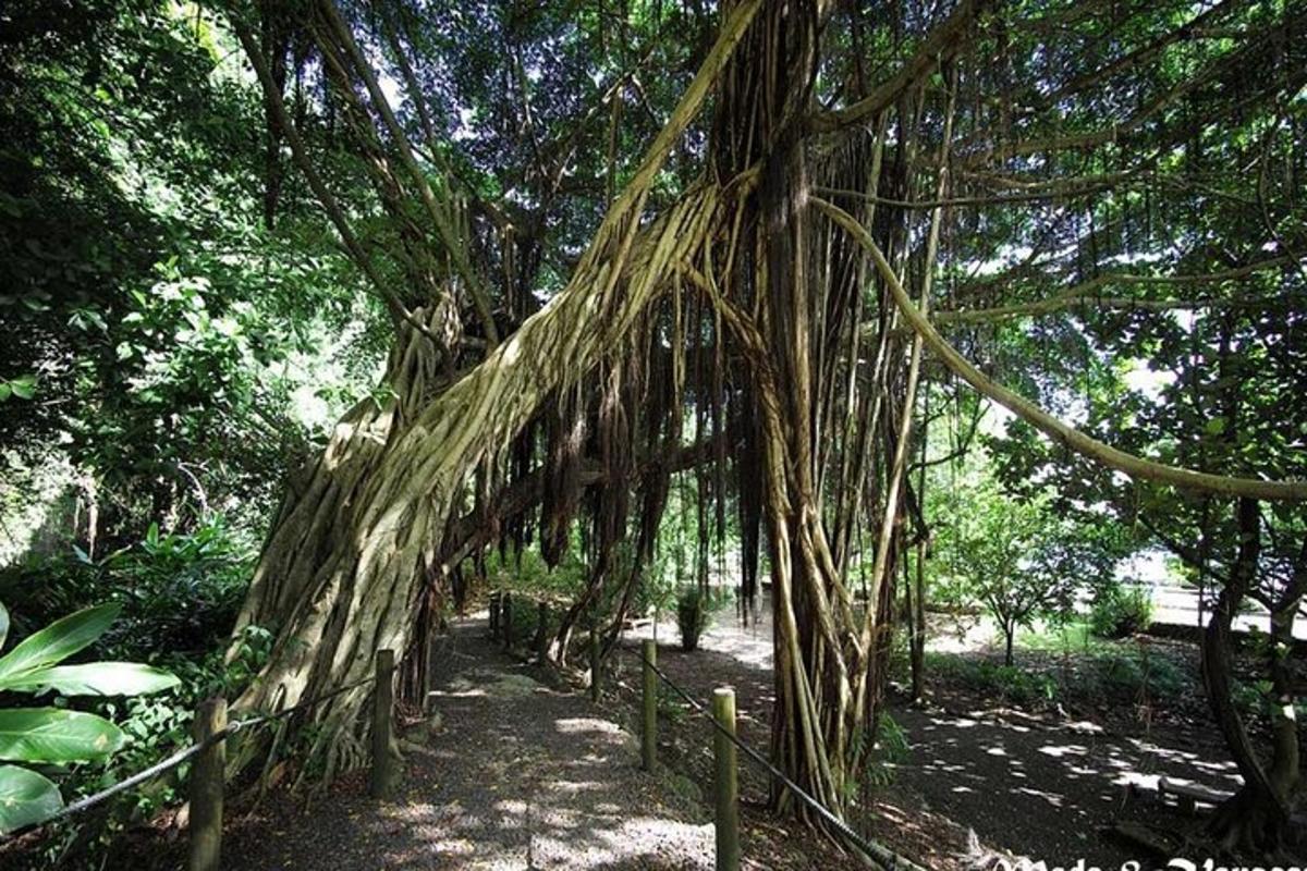 a large tree with many vines growing on it