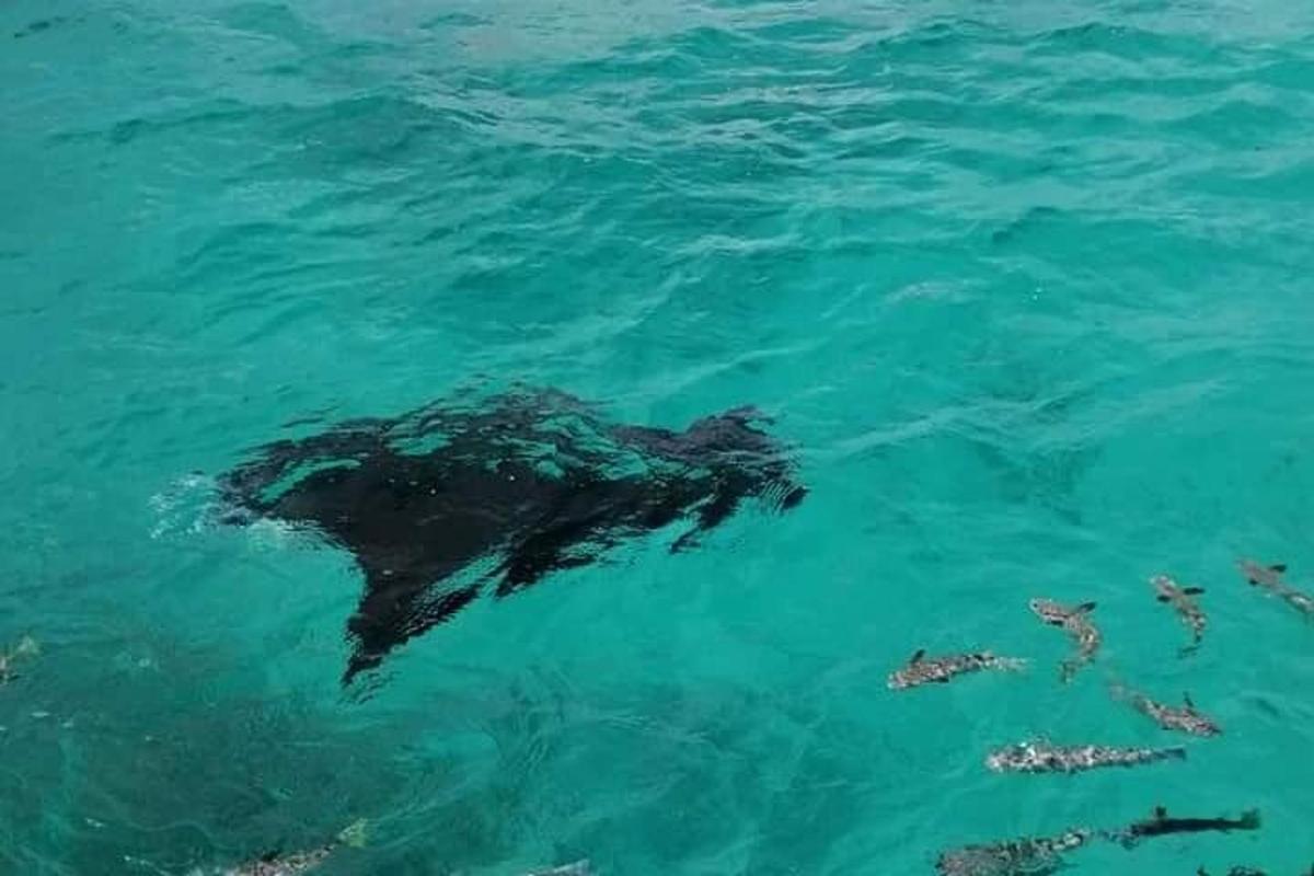 a sea turtle swimming in the water