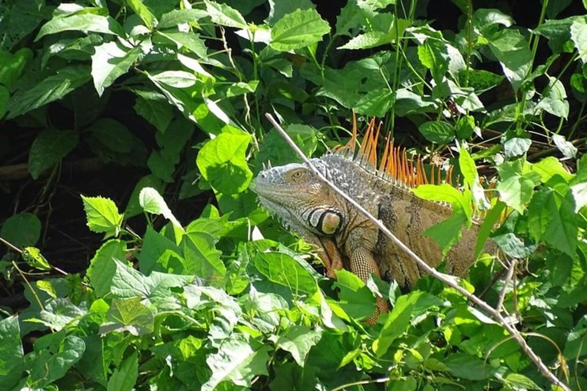 iguaani istuu puussa