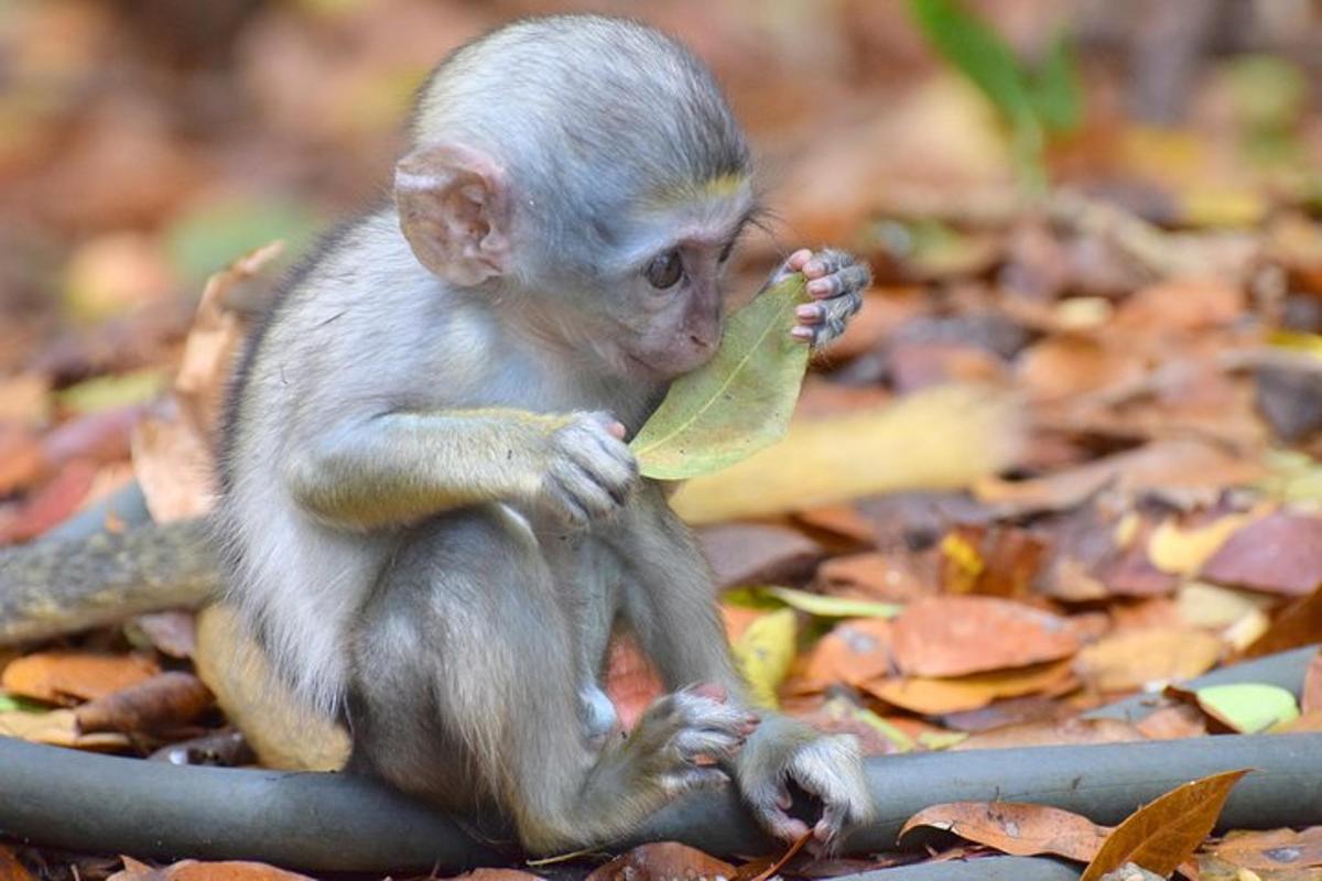 a small monkey sitting on the ground eating a leaf
