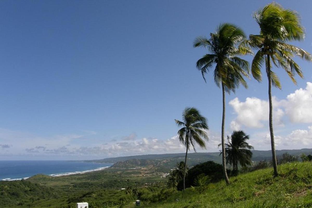two palm trees on a hill next to the ocean