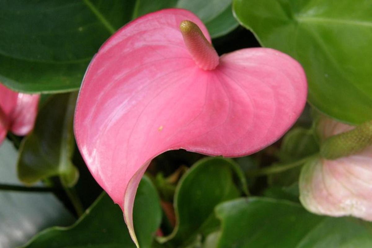 eine rosa Blume auf einer Pflanze mit grünen Blättern