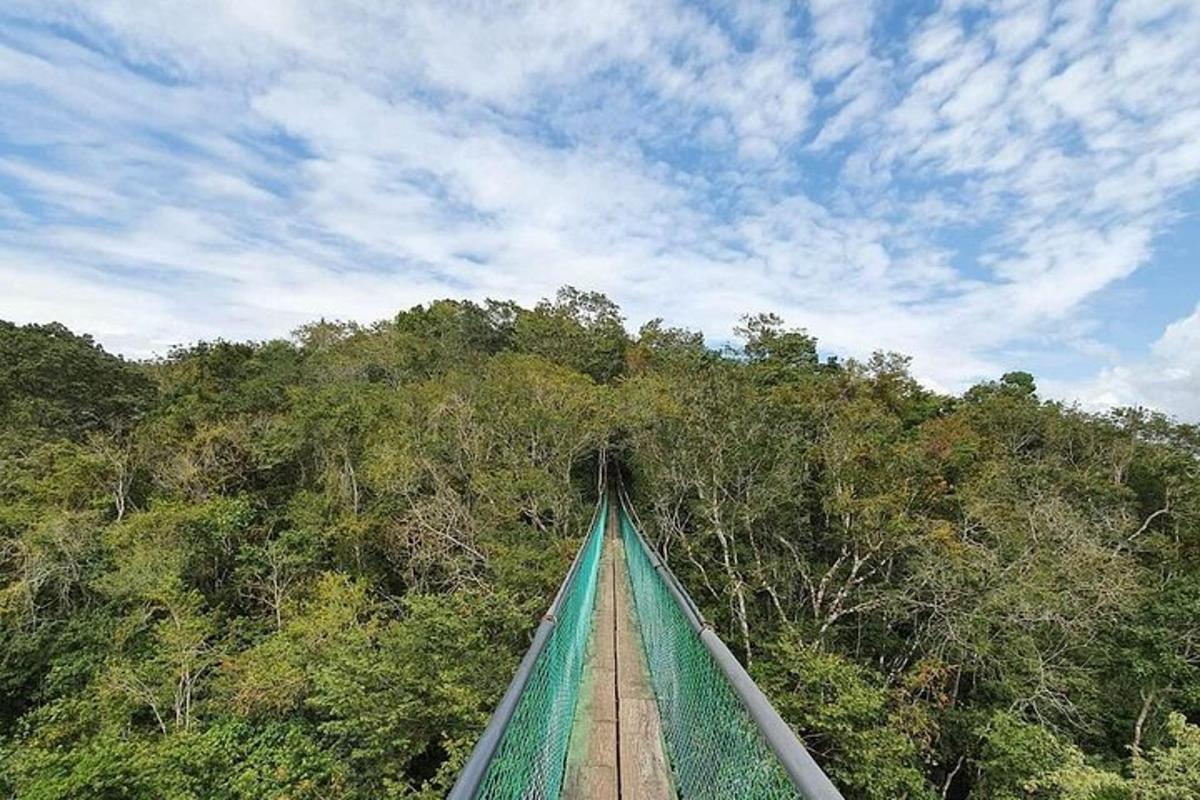 a green bridge in the middle of a forest