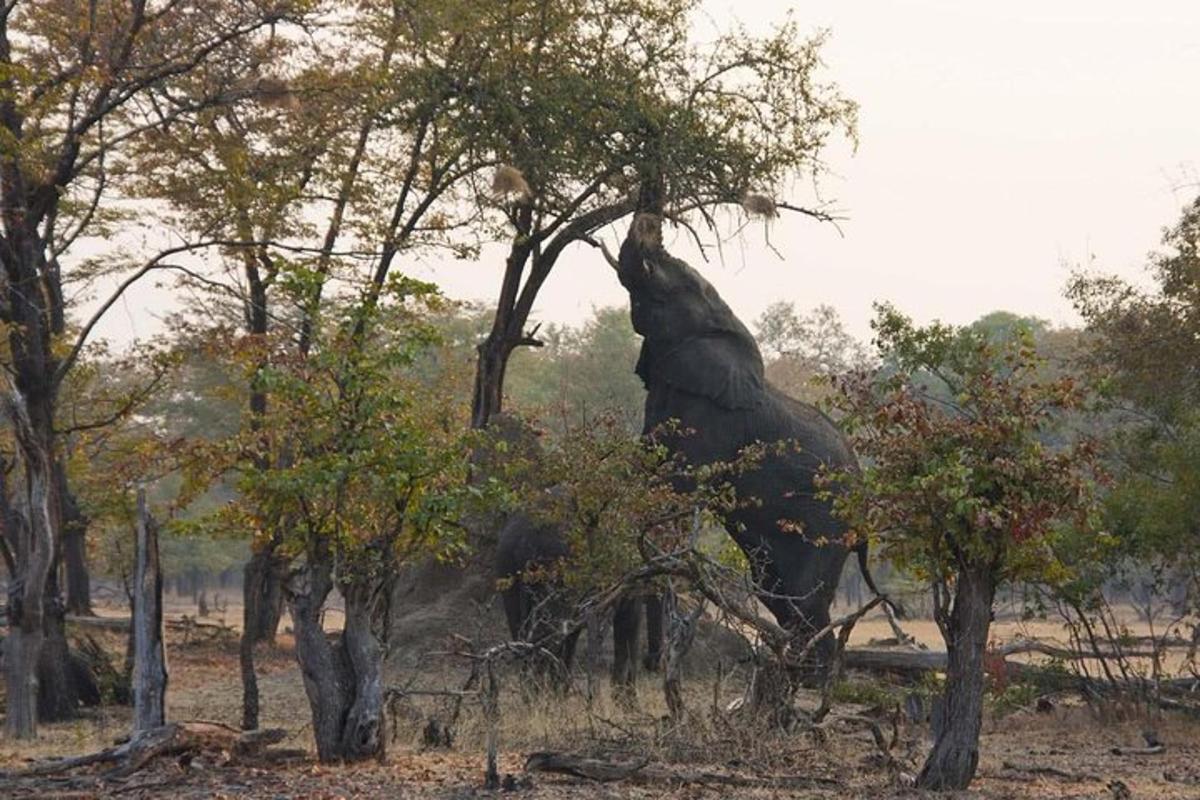 una statua di un elefante in piedi in un gruppo di alberi
