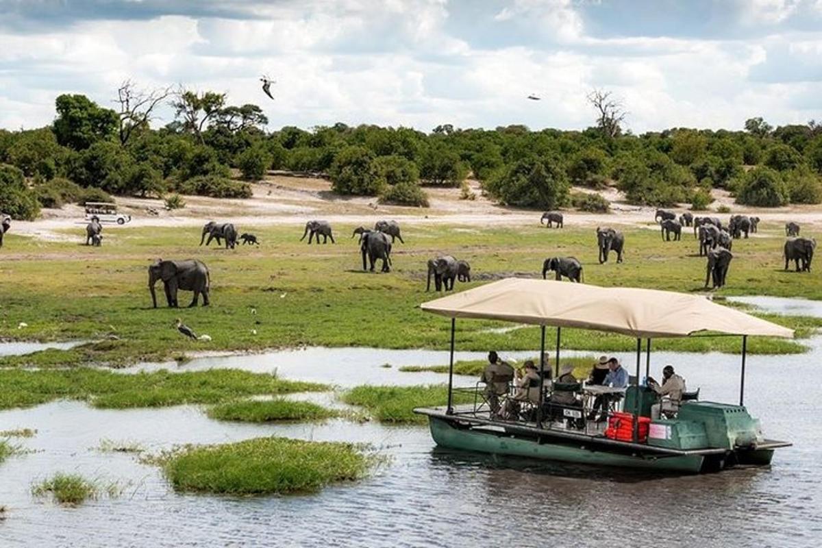 a boat in the water with a herd of elephants