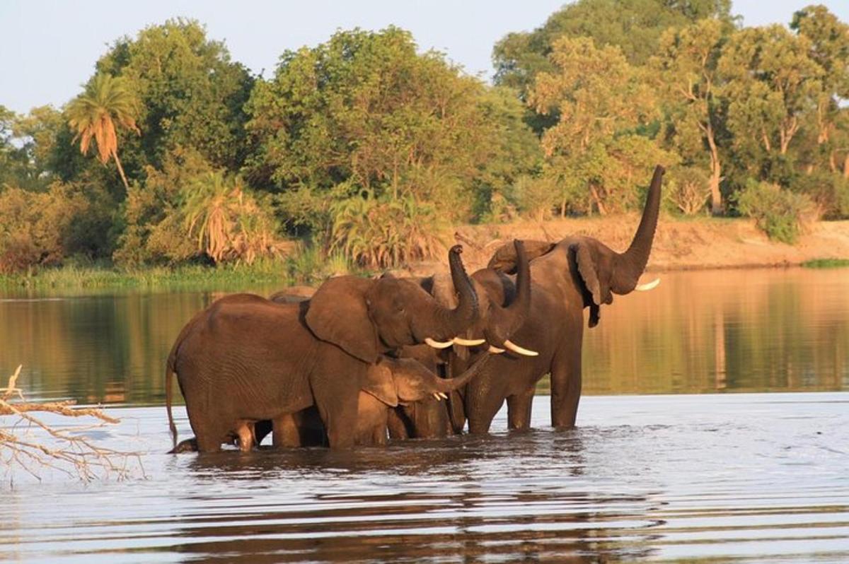 a group of elephants standing in the water