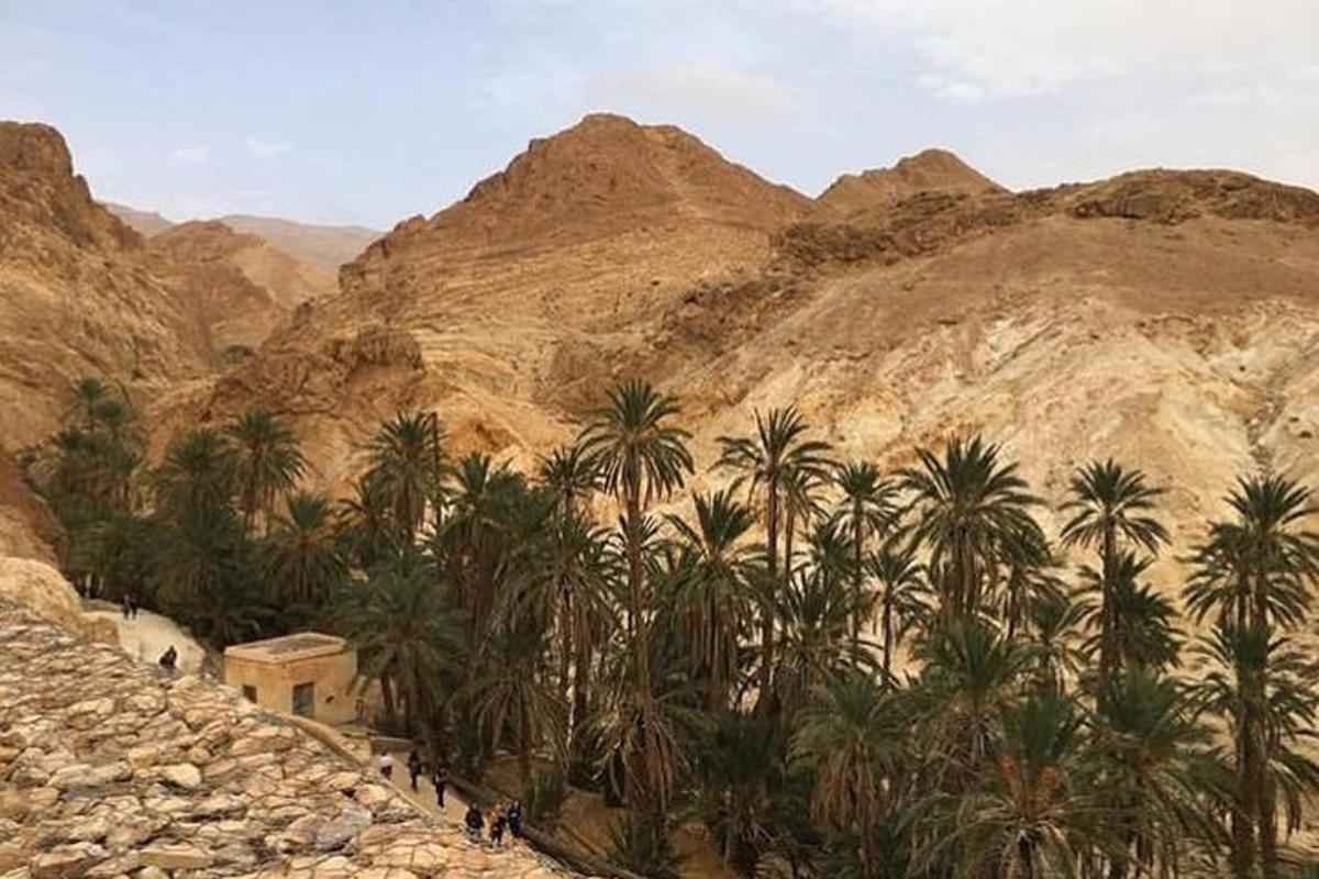 a group of palm trees in front of a mountain