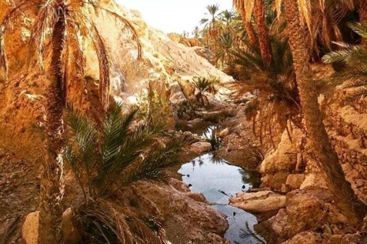 a desert with palm trees and a pool of water