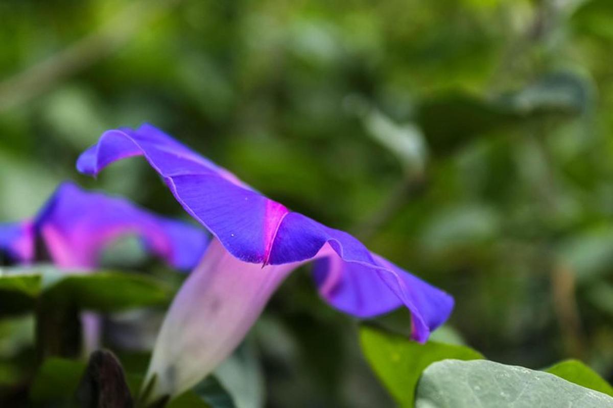 a purple flower in front of some green leaves