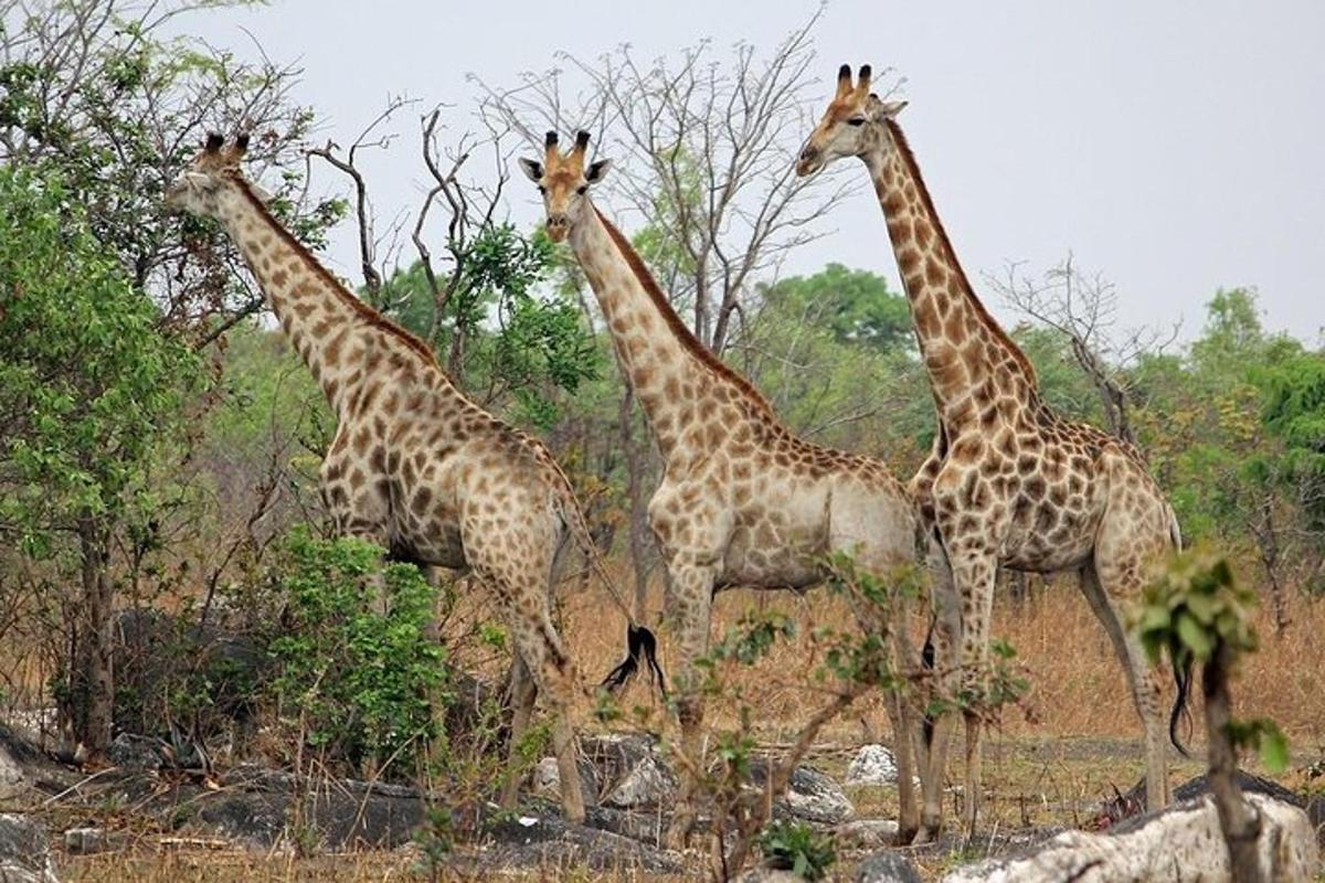 a group of giraffes standing in a field
