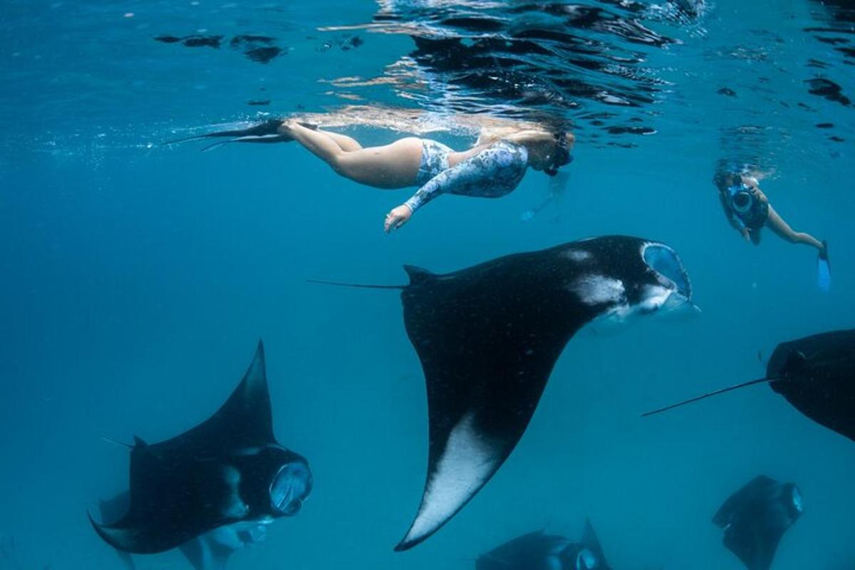 a group of people swimming in the water with animals