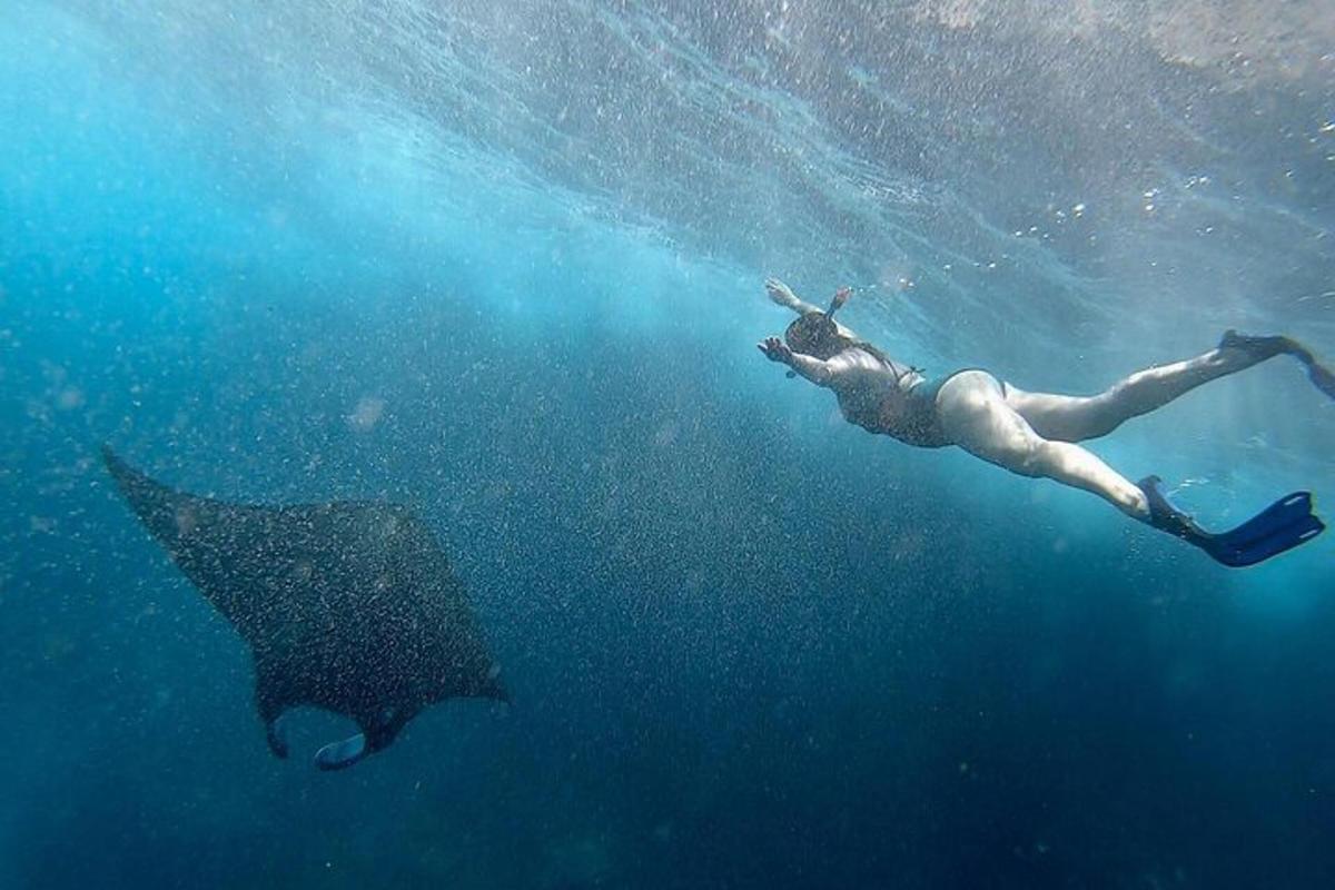 a person swimming in the water with a shark