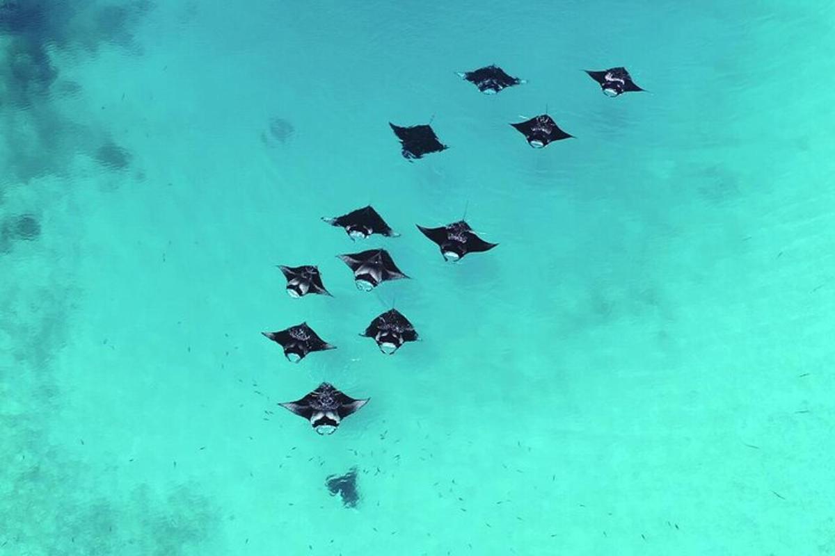 a group of umbrellas flying in formation in the sky
