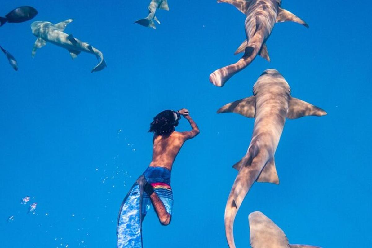 a group of dolphins swimming in the water