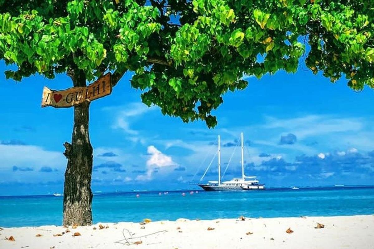 a tree on the beach with a boat in the water