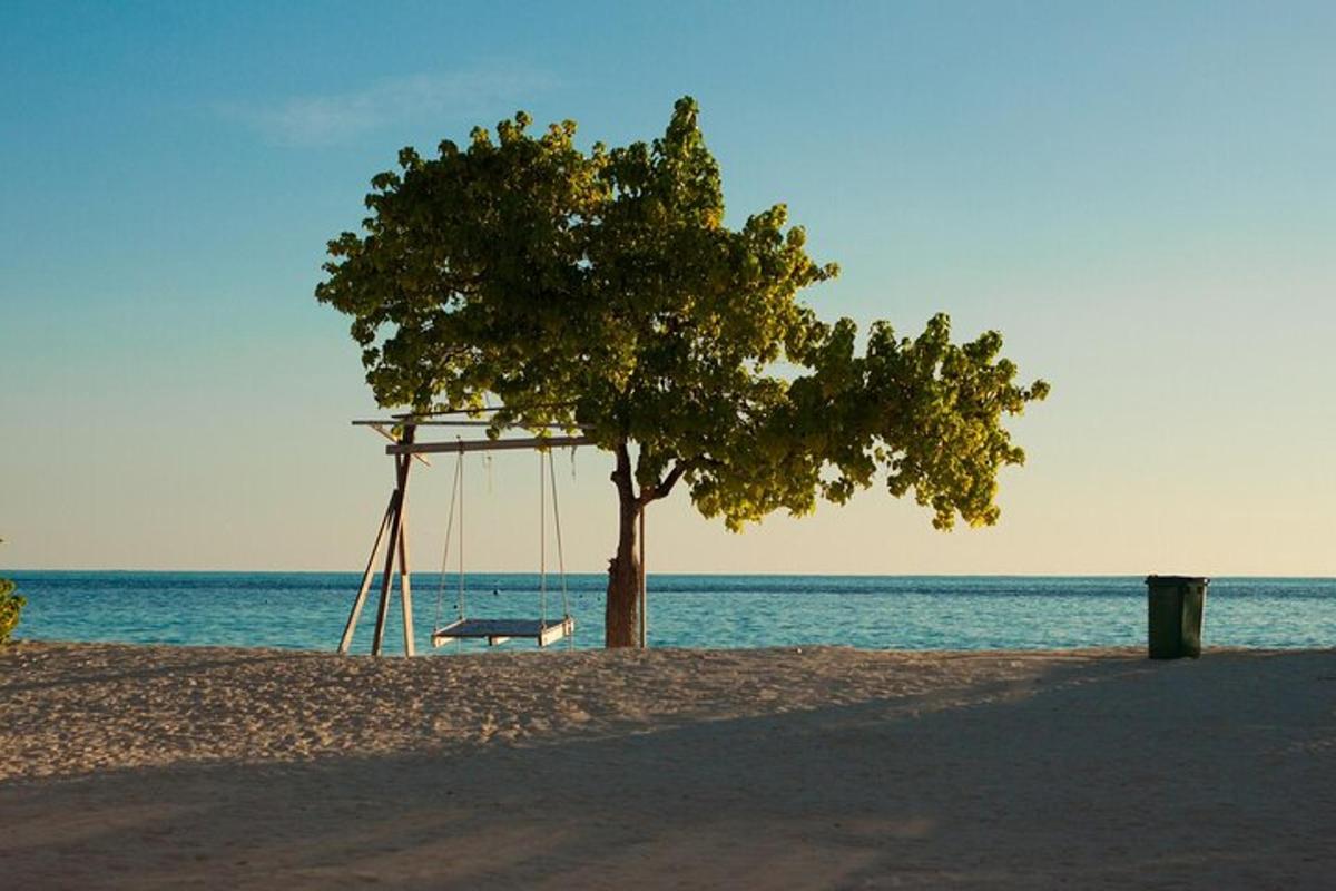 a bench under a tree on a beach