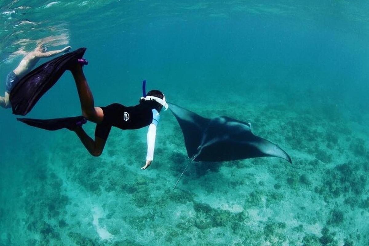 a person swimming in the ocean with a whale shark