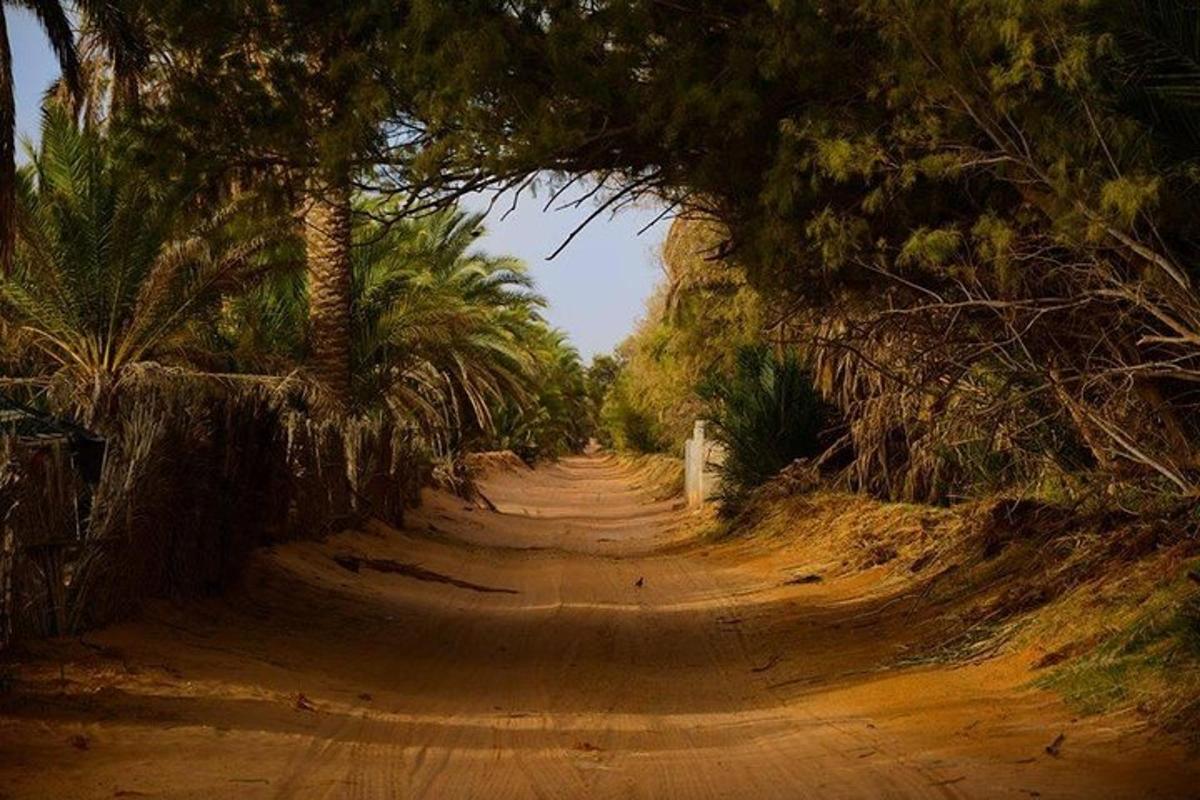 a dirt road with a bunch of palm trees