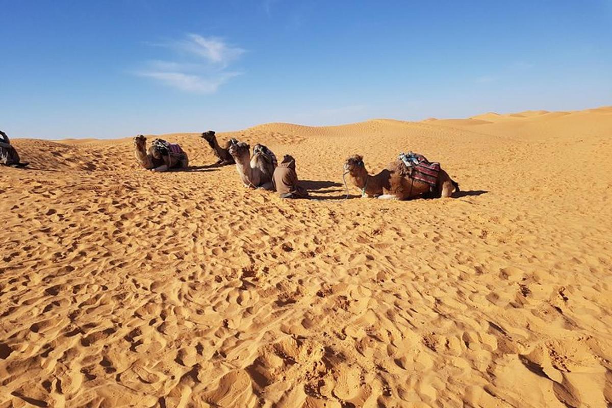 a group of camels sitting in the desert