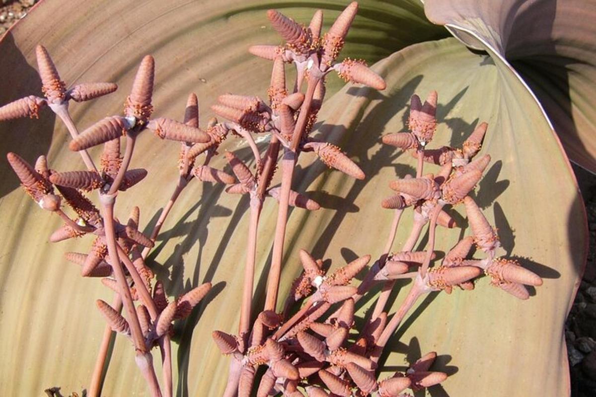 a bunch of pink flowers on a plant