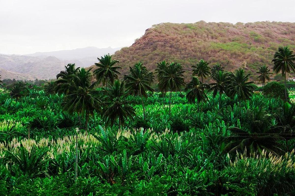 a field with palm trees and mountains in the background