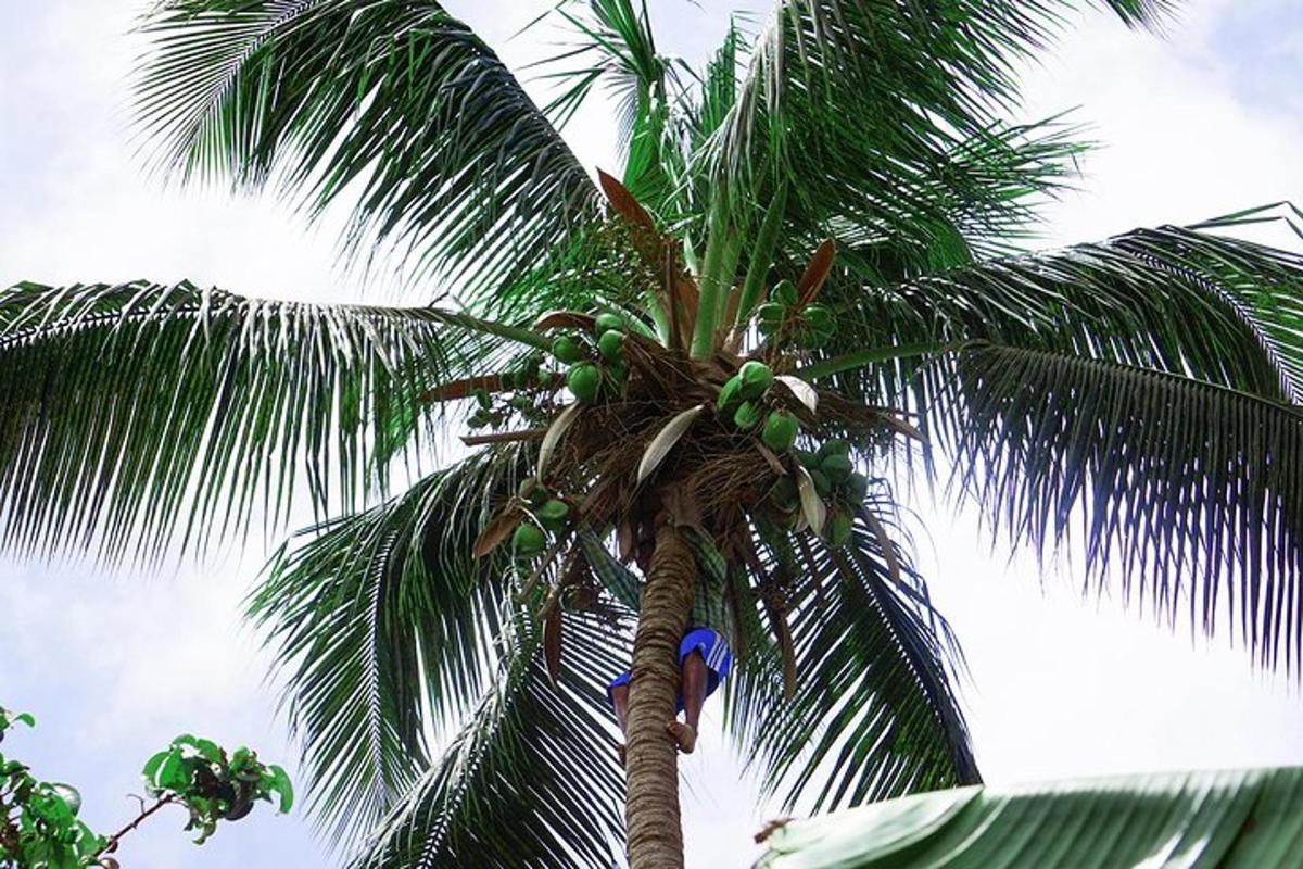 a palm tree with a bunch of coconuts on it