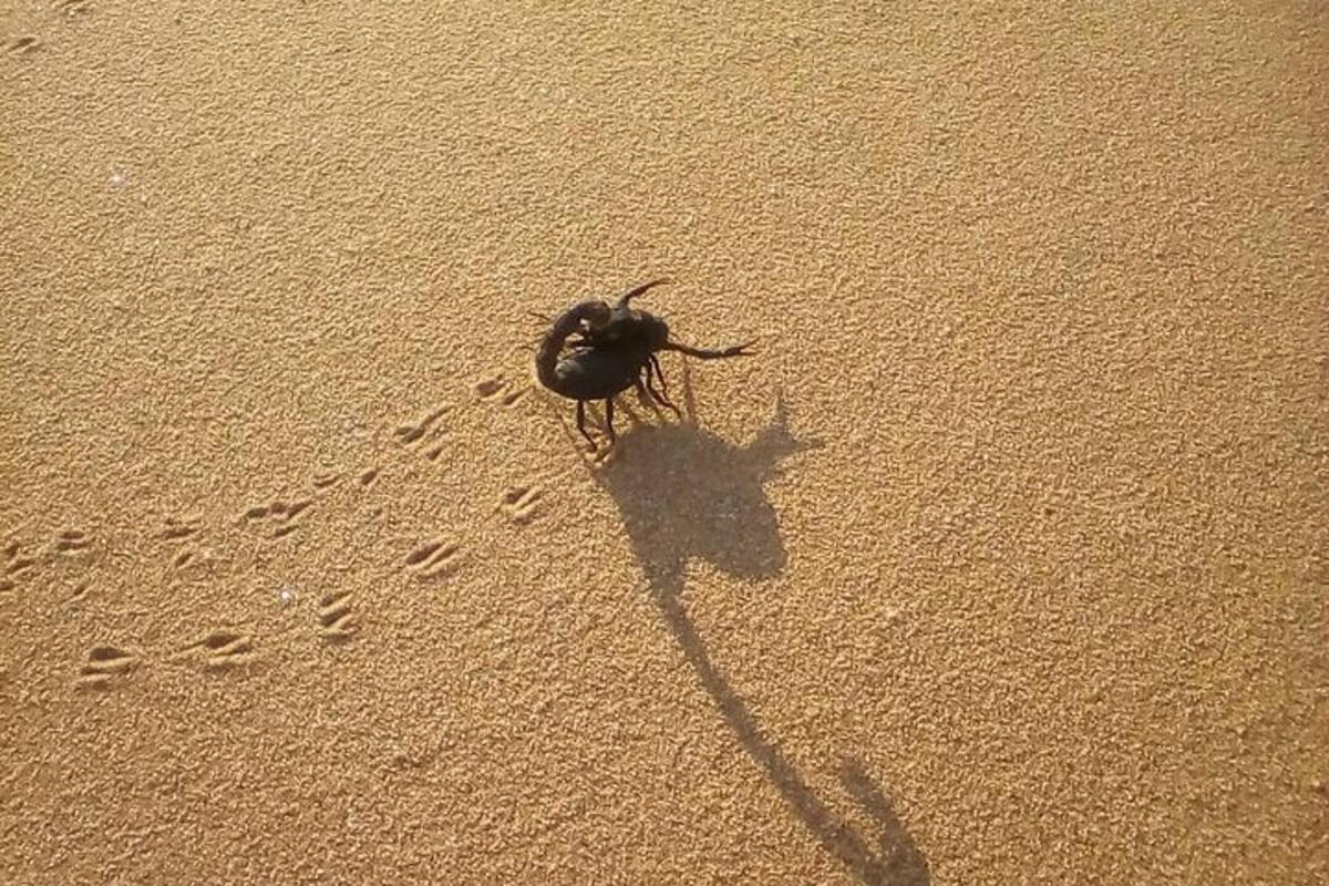 eine Muschel am Strand mit Fußabdrücken im Sand