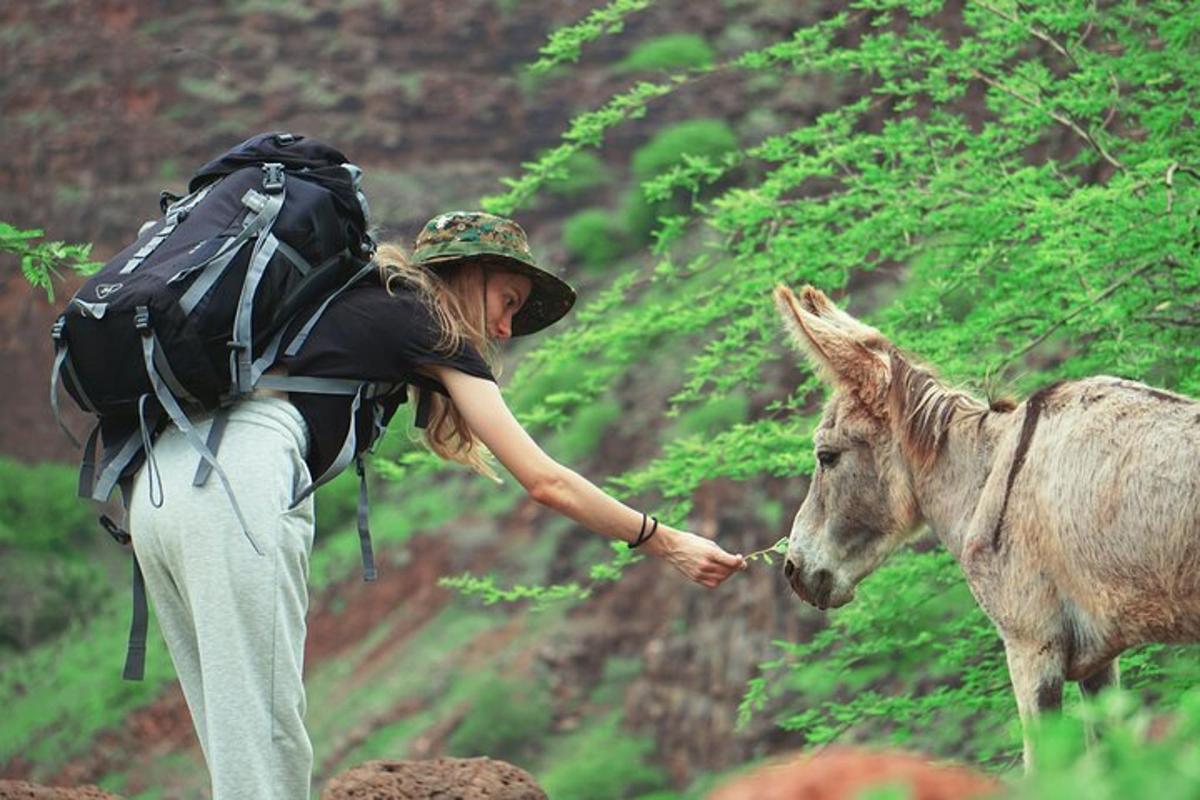 a woman with a backpack petting a donkey