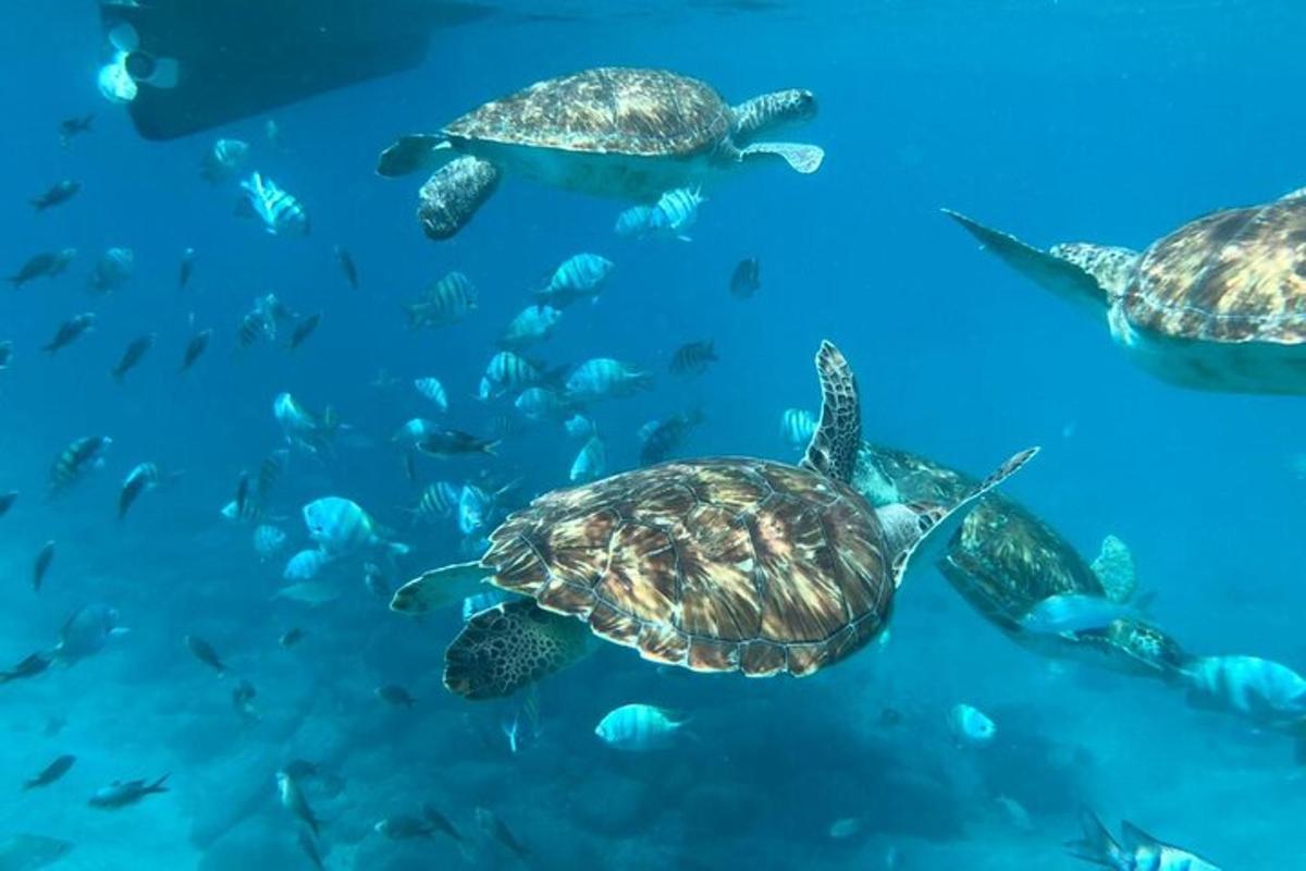 skupina želv plavajících v oceánu
