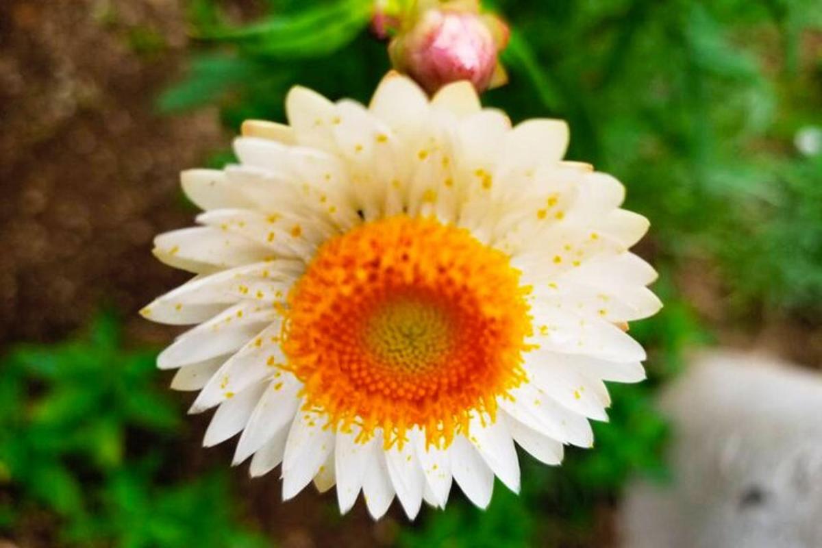 一朵白色和橙色的花的特写